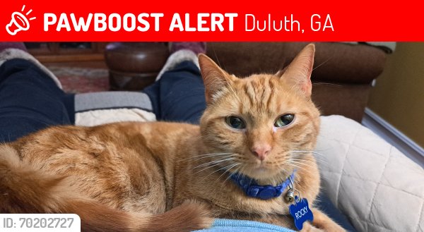 Lost Male Cat last seen Peachbluff Drive & Grayridge Drive, Duluth, GA 30097