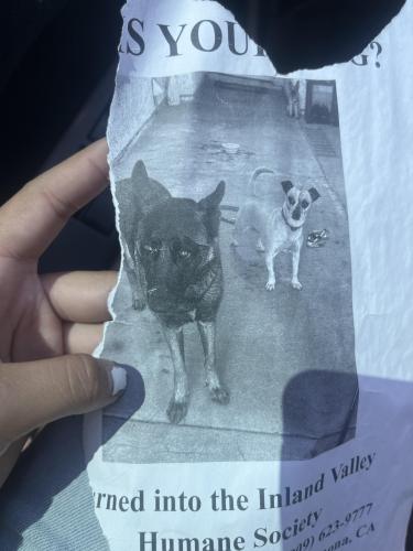 Lost Female Dog last seen Near plum lane Ontario ca 91761, Ontario, CA 91762
