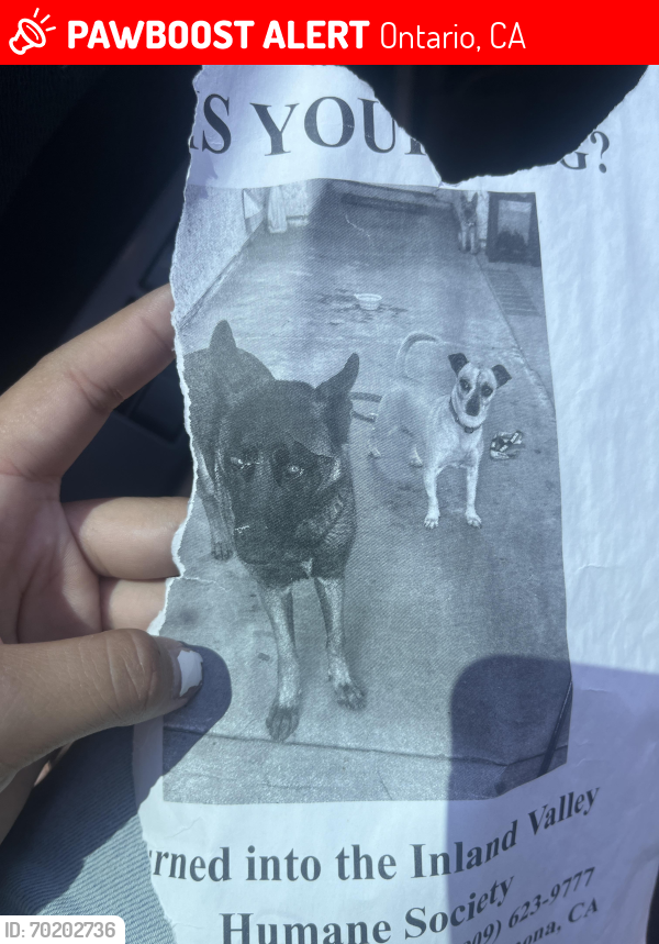 Lost Female Dog last seen Near plum lane Ontario ca 91761, Ontario, CA 91762