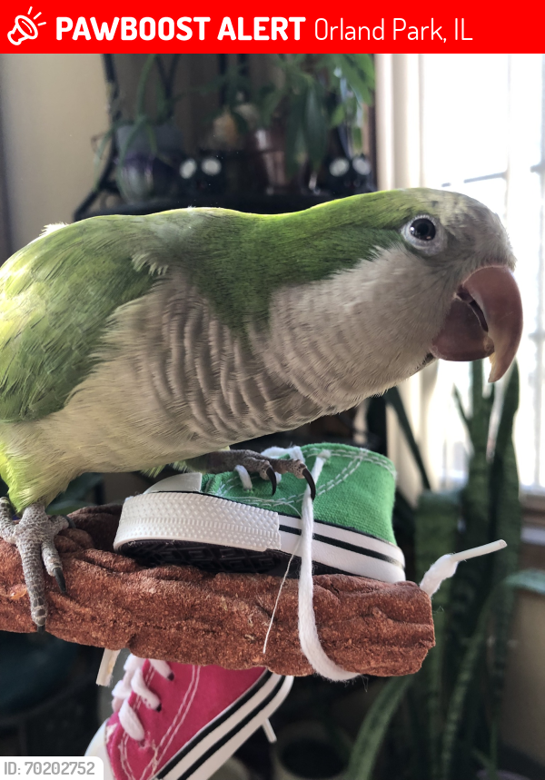 Lost Male Bird last seen Wolf and 151st, Orland Park, IL 60467