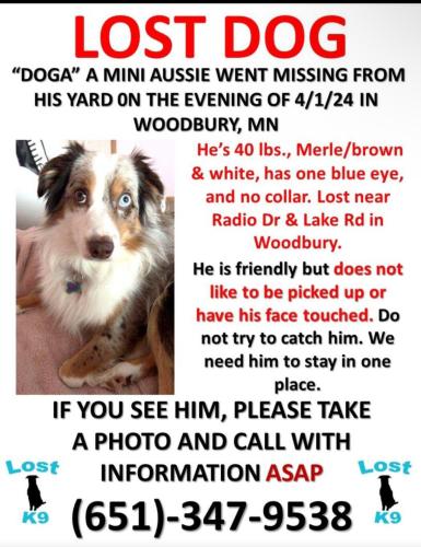 Lost Male Dog last seen Near lori lane Woodbury MN, Cottage Grove, MN 55016