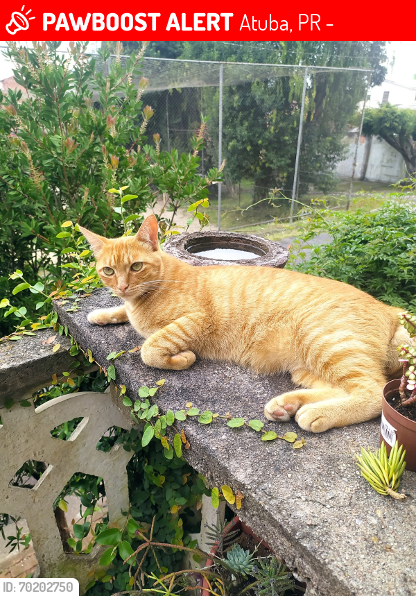 Lost Male Cat last seen Rua Guarapuava, Atuba, Atuba, PR 82860-140