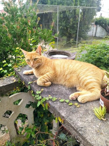 Lost Male Cat last seen Rua Guarapuava, Atuba, Atuba, PR 82860-140