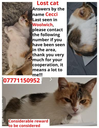 Lost Female Cat last seen Se187tn , Greater London, England SE18 7TN