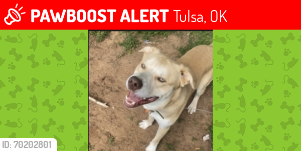Lost Male Dog last seen i dont know, Tulsa, OK 74103