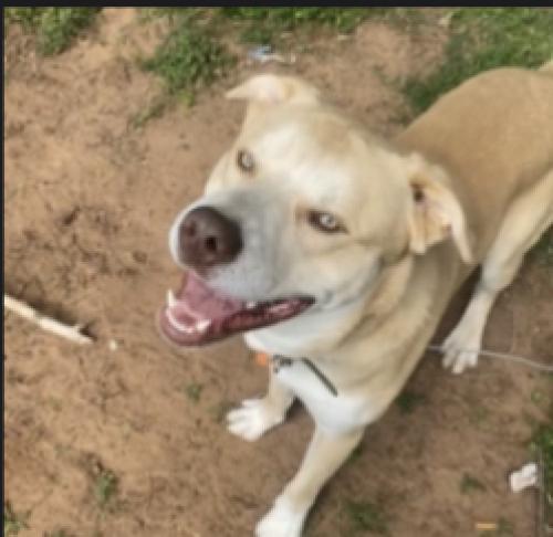Lost Male Dog last seen i dont know, Tulsa, OK 74103