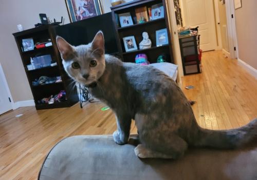 Lost Female Cat last seen O'Conner : Between Sparta and Cookeville, Sparta, TN 38583