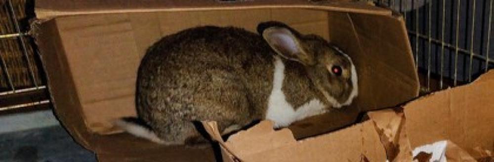 Shelter Stray Unknown Domestic rabbit last seen Falls Church, VA, 22042, Wayne Road, Fairfax County, VA, Fairfax, VA 22032