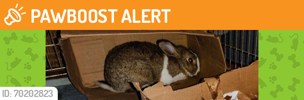 Shelter Stray Unknown Domestic rabbit last seen Falls Church, VA, 22042, Wayne Road, Fairfax County, VA, Fairfax, VA 22032