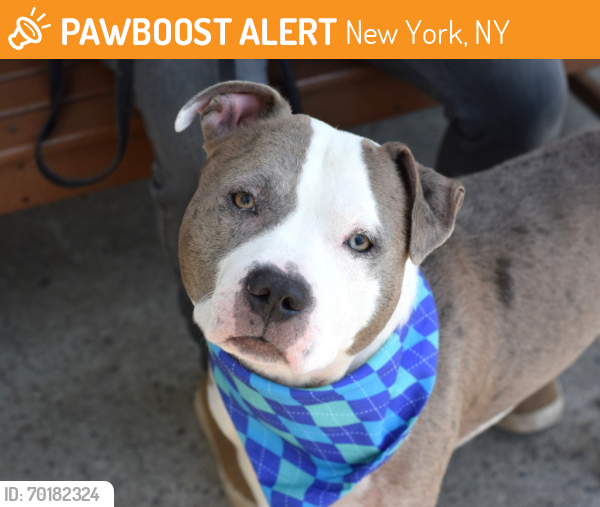 Shelter Stray Male Dog last seen 101st Street, OZONE PARK, NY, 11417, New York, NY 11208