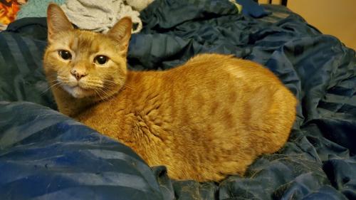 Lost Male Cat last seen North hill, Des Moines, WA 98198