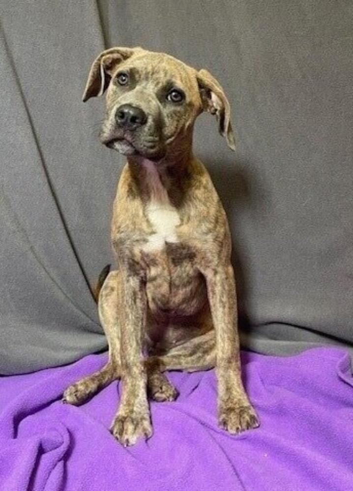 Shelter Stray Female Dog last seen Near SE Evageline Thruway, LAFAYETTE, LA, 70501, Lafayette, LA 70507