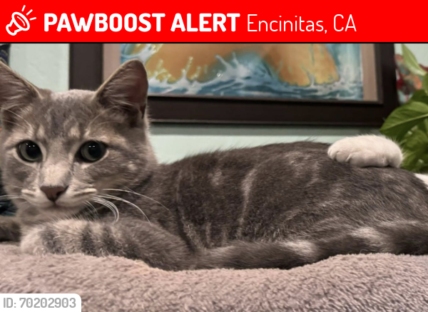 Lost Male Cat last seen Mackinnon and Santa Fe , Encinitas, CA 92007