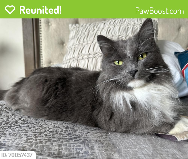 Reunited Female Cat last seen Canvas at Inver grove , Inver Grove Heights, MN 55077