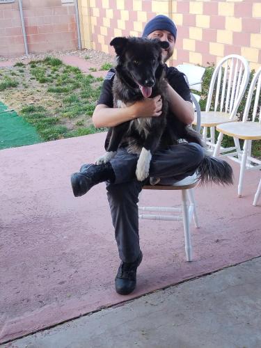 Lost Female Dog last seen Comanche/Carlisle , Albuquerque, NM 87110