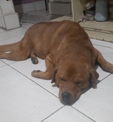 Lost Male Dog last seen Rua Ana cleria Rodrigues , Pestana, SP 06180-020