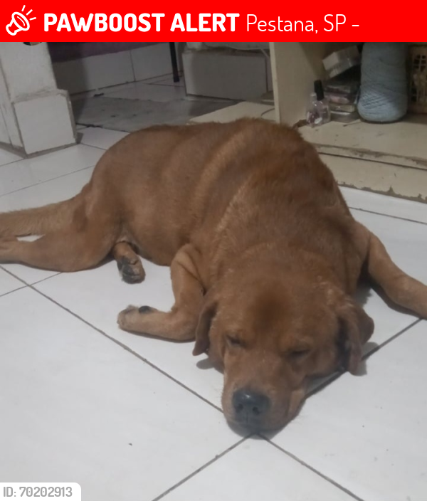 Lost Male Dog last seen Rua Ana cleria Rodrigues , Pestana, SP 06180-020