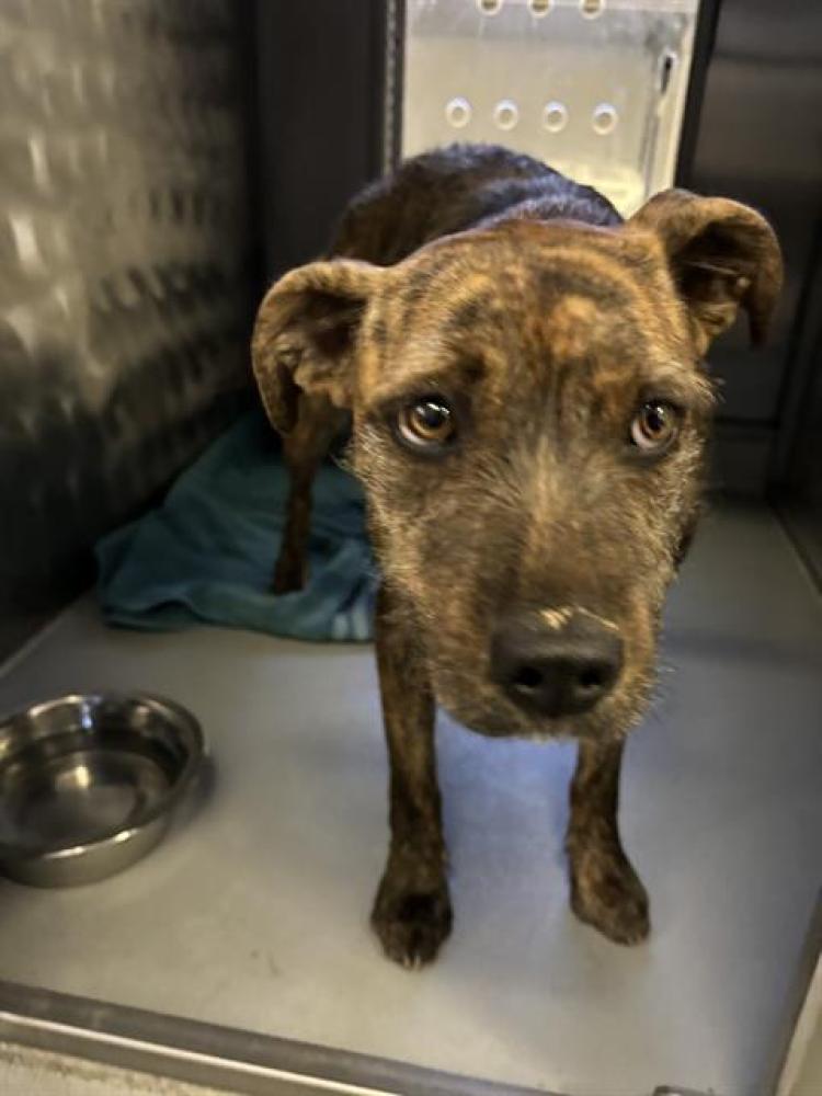 Shelter Stray Female Dog last seen ABANDOMENT AT SHELTER, Bakersfield, CA 93307