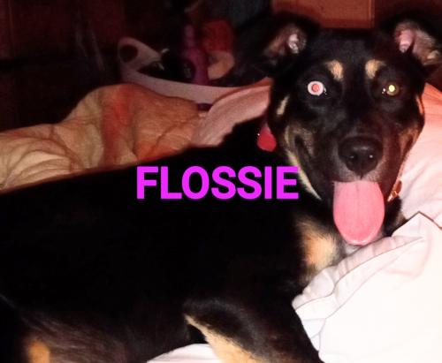 Lost Female Dog last seen Wax Rd, Aragon, GA 30104
