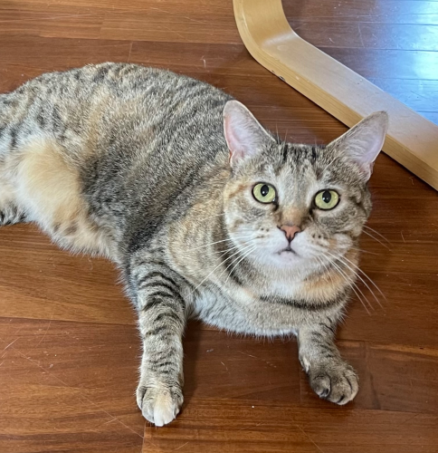 Lost Female Cat last seen Elfin forest rd and archer rd, San Marcos, CA 92078