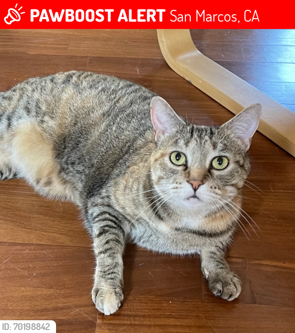 Lost Female Cat last seen Elfin forest rd and archer rd, San Marcos, CA 92078