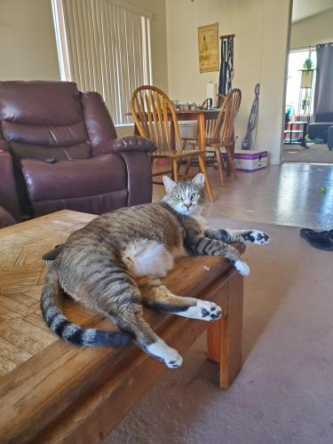 Lost Female Cat last seen 85th and olive, Peoria, AZ 85345