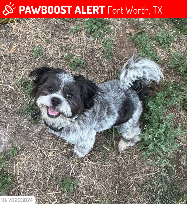 Lost Male Dog last seen Meadowbrook, Fort Worth, TX 76112