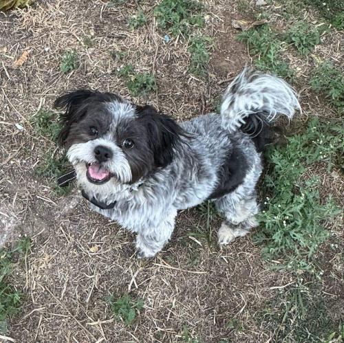 Lost Male Dog last seen Meadowbrook, Fort Worth, TX 76112