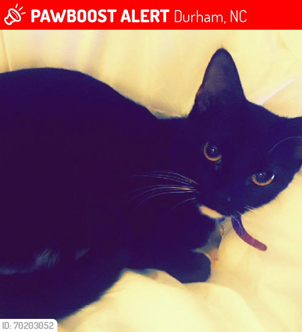 Lost Female Cat last seen Woodcroft , Durham, NC 27713