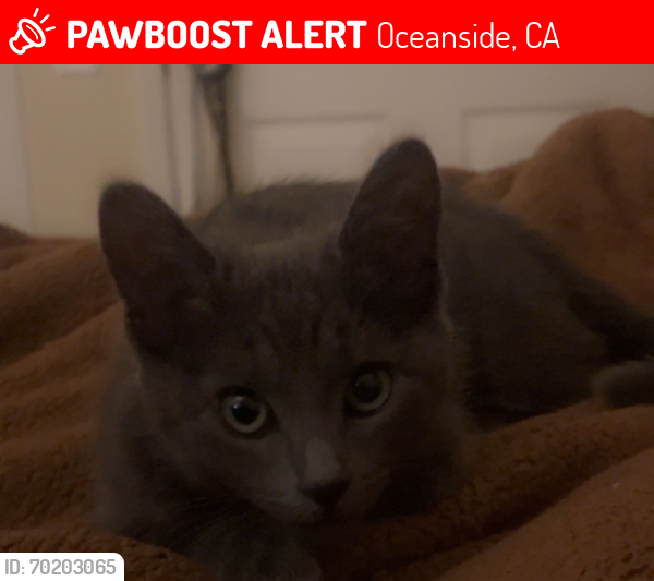 Lost Female Cat last seen Near timber cove way, Oceanside, CA 92058