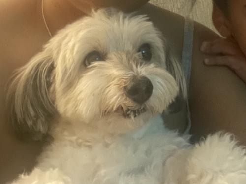 Lost Female Dog last seen Alton Place and Kings Highway , Brooklyn, NY 11210