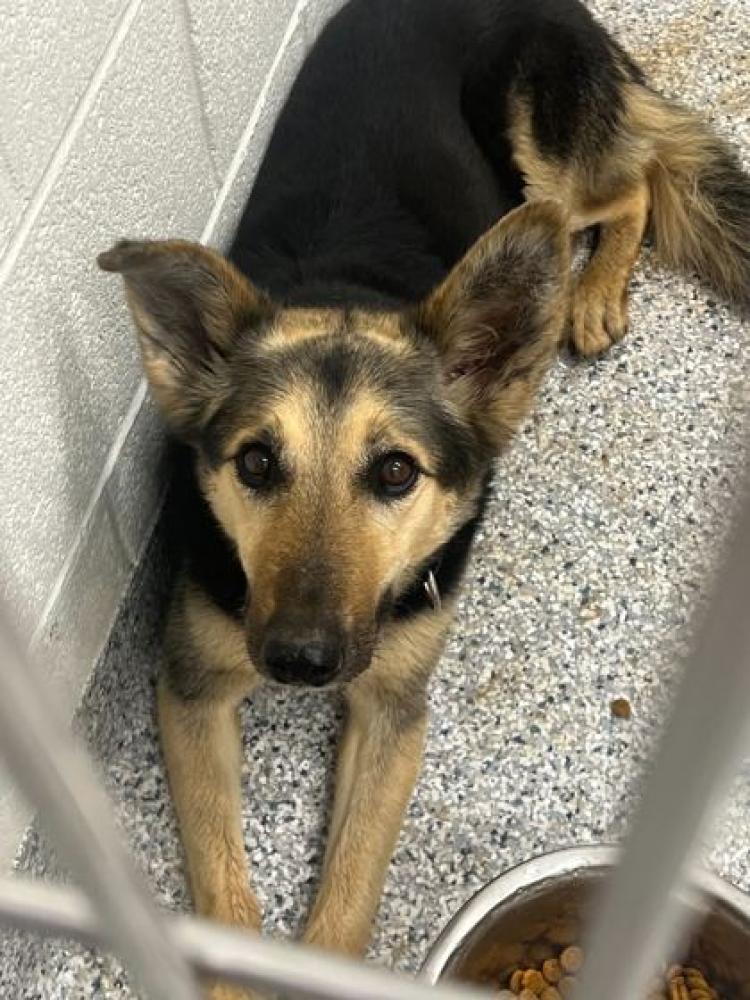 Shelter Stray Female Dog last seen Knoxville, TN 37918, Knoxville, TN 37919