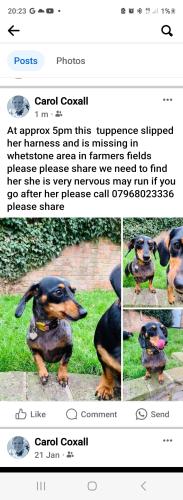 Lost Female Dog last seen Whetstone, Whetstone, England LE8 6NB