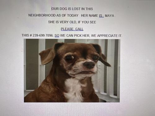Lost Female Dog last seen Santa barbara. Nelson, Cape Coral, FL 33993
