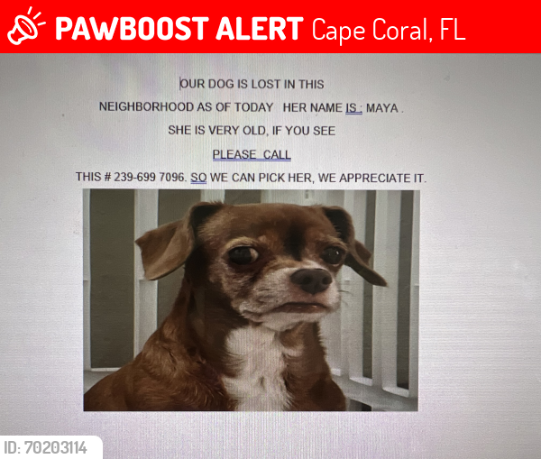 Lost Female Dog last seen Santa barbara. Nelson, Cape Coral, FL 33993