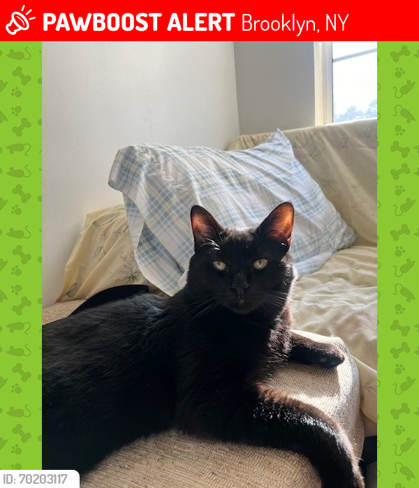 Lost Male Cat last seen Between Blake and Dumont, Brooklyn, NY 11212