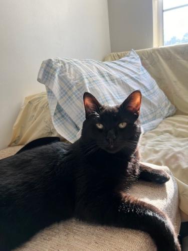 Lost Male Cat last seen Between Blake and Dumont, Brooklyn, NY 11212
