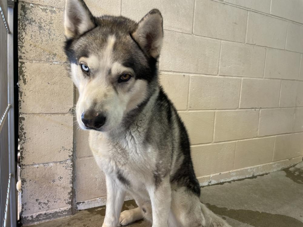 Shelter Stray Male Dog last seen Near W Redondo Drive, Oceanside, CA, 92057, San Diego, CA 92110