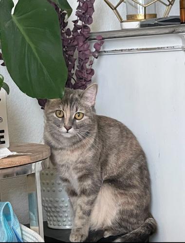 Lost Female Cat last seen Castroville and Rosenberg, Heath, TX 75126
