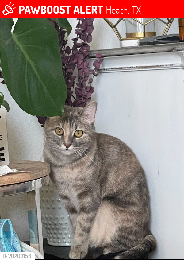 Lost Female Cat last seen Castroville and Rosenberg, Heath, TX 75126