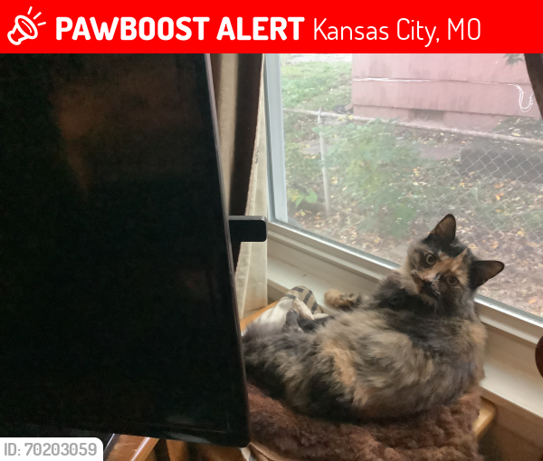 Lost Female Cat last seen Near e 114 terrace. MY YARD, Kansas City, MO 64137