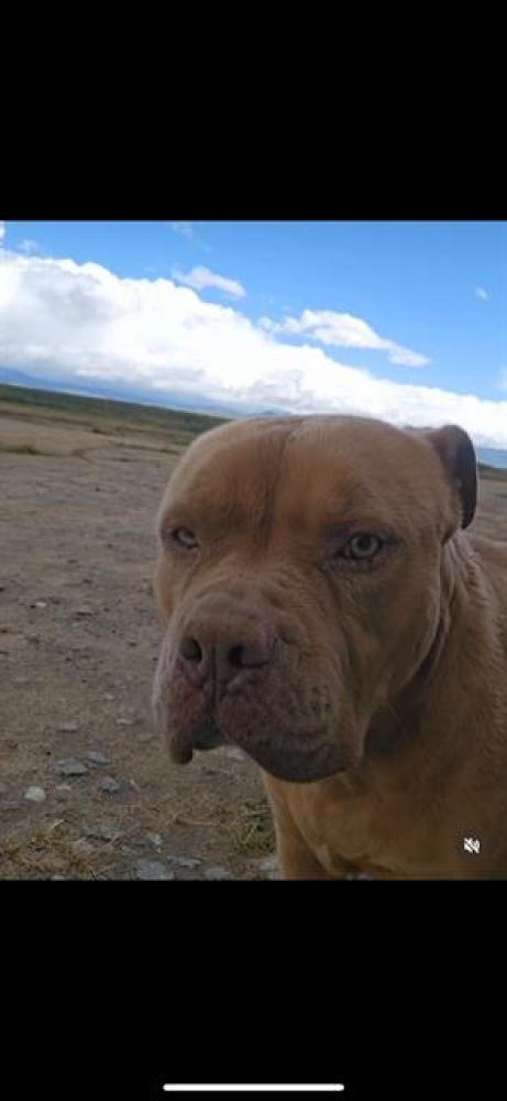 Shelter Stray Male Dog last seen S. VINELAND/HERMOSA ST,BAKERSFIELD,CA, Bakersfield, CA 93307