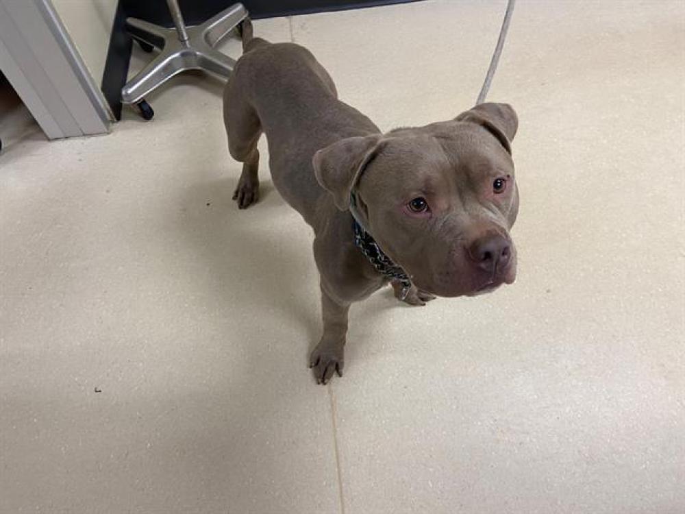 Shelter Stray Male Dog last seen 24TH AND BURLEIGH, West Milwaukee, WI 53215
