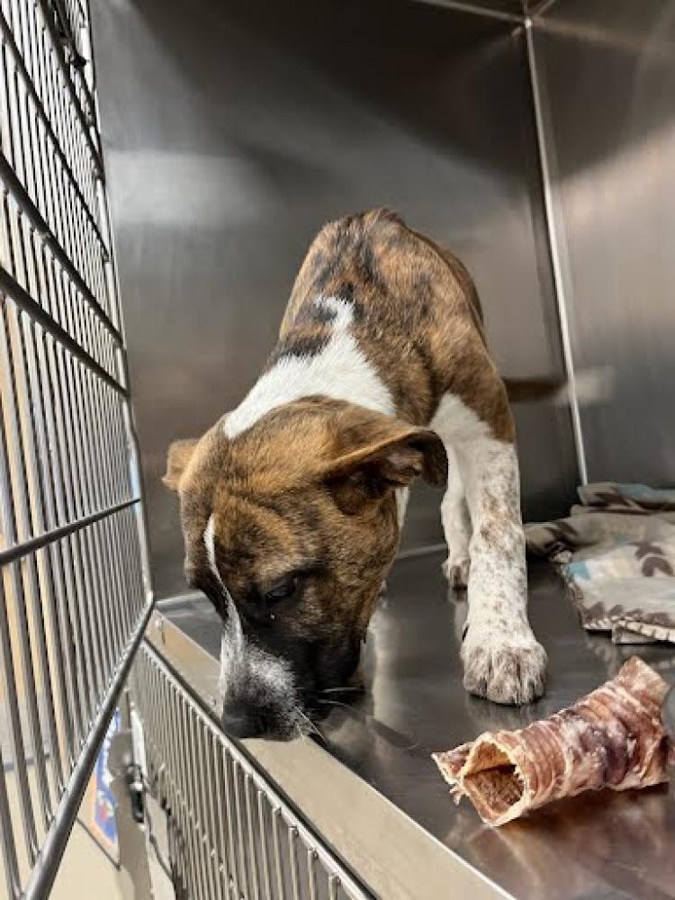 Shelter Stray Male Dog last seen Near BLOCK EAST 12TH STREET, Austin, TX 78702