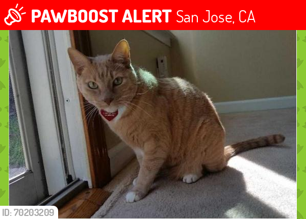 Lost Male Cat last seen Greenpark Way and Sunpark Lane, San Jose, CA 95136