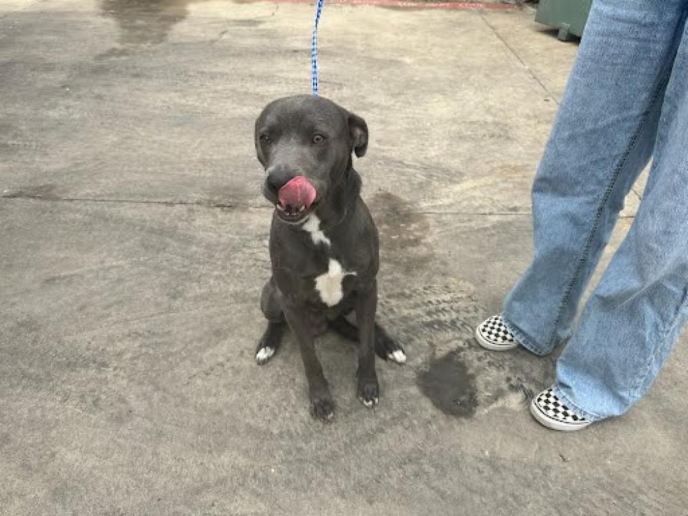 Shelter Stray Male Dog last seen Near BLOCK W BEN WHITE BLVD, Austin, TX 78702