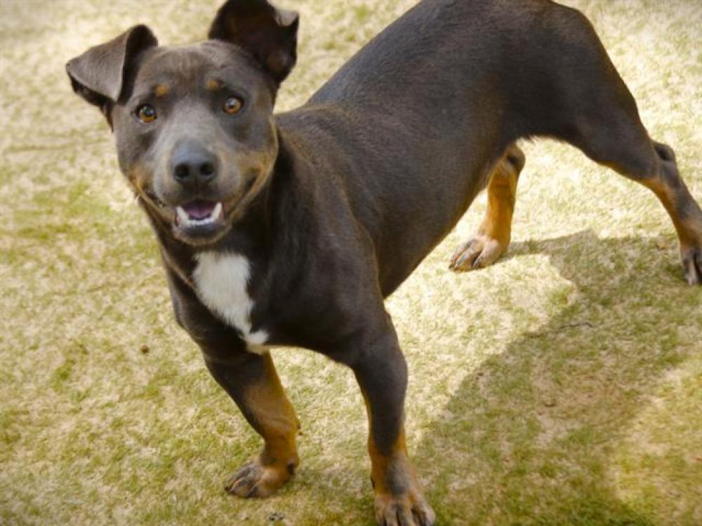 Shelter Stray Male Dog last seen Near BLOCK COURTNEY LN, TALLAHASSEE FL 32305, Tallahassee, FL 32311