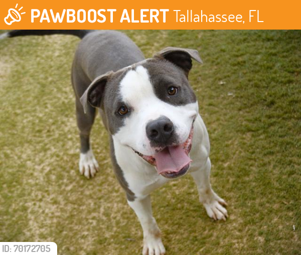 Shelter Stray Male Dog last seen Near BLOCK MISSION RD, TALLAHASSEE FL 32304, Tallahassee, FL 32311