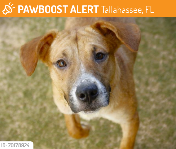 Shelter Stray Female Dog last seen Near BLOCK KILLEARN CENTER BLVD, TALLAHASSEE FL 32309, Tallahassee, FL 32311