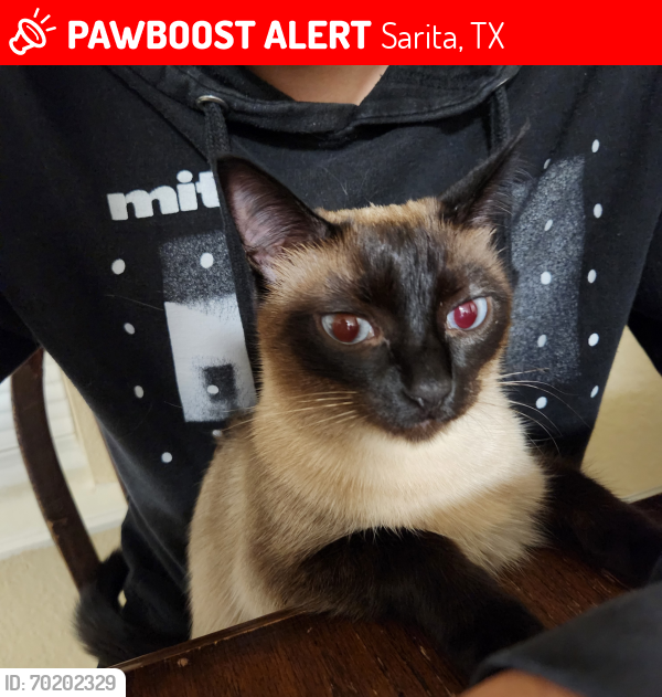 Lost Female Cat last seen Sarita Rest Area, Sarita, TX 78385